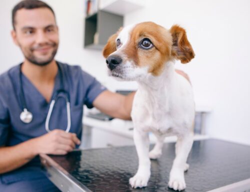 Does Your Pet Get Anxious at the Vet?