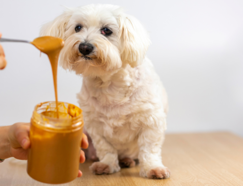 Paws Off The Poison Peanut Butter: The Dangers of Xylitol
