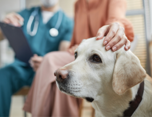 Pain Relief for Our Furry Friends: Treating Osteoarthritis in Pets