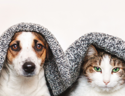 Keep Your Pet’s Immune System Healthy and Strong All Year Long