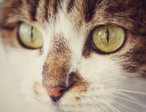 Keeping an Eye on Their Health: The Importance of Eye Exams for Your Furry Friends