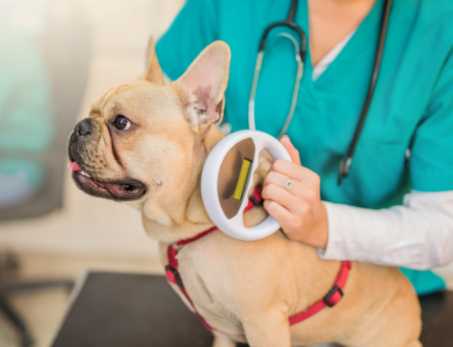 Don’t Skip the Chip! Everything you need to know about Microchipping in Dogs and Cats